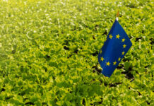 a lot of green lettuce grows on the plantation, among the plants there is an eu flag, concept