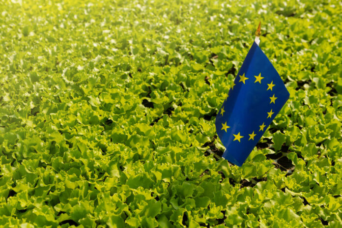 a lot of green lettuce grows on the plantation, among the plants there is an eu flag, concept