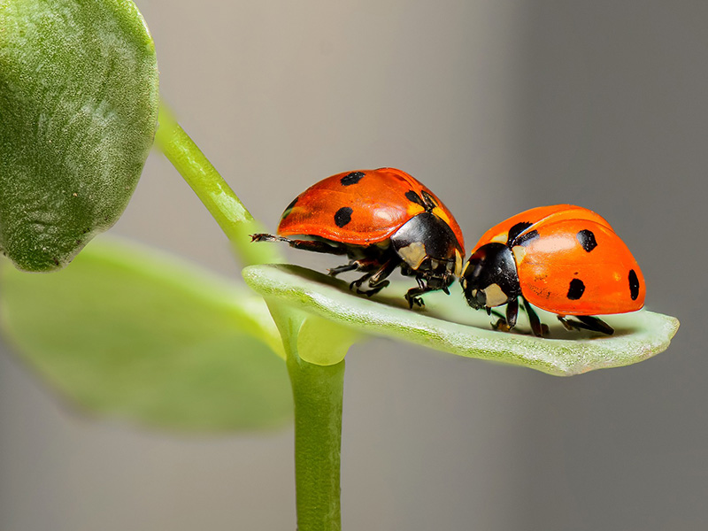 ladybugs