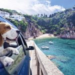 Pet-Friendly Rental Cars