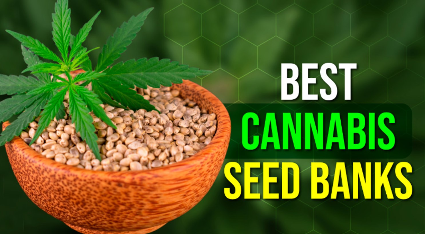 The best feminised cannabis seeds