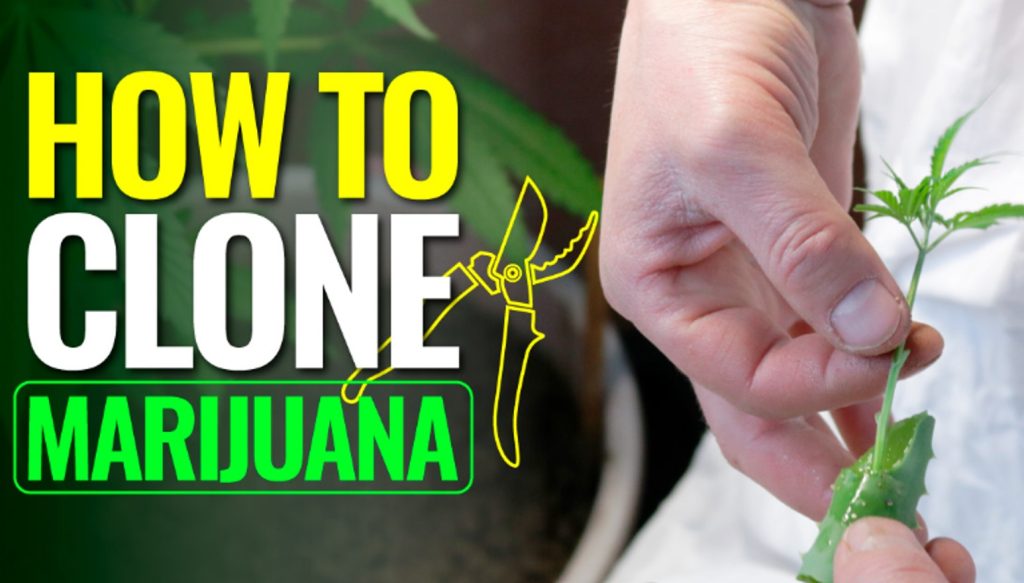 How To Clone Marijuana The Right Way: A Detailed Beginner’s Guide