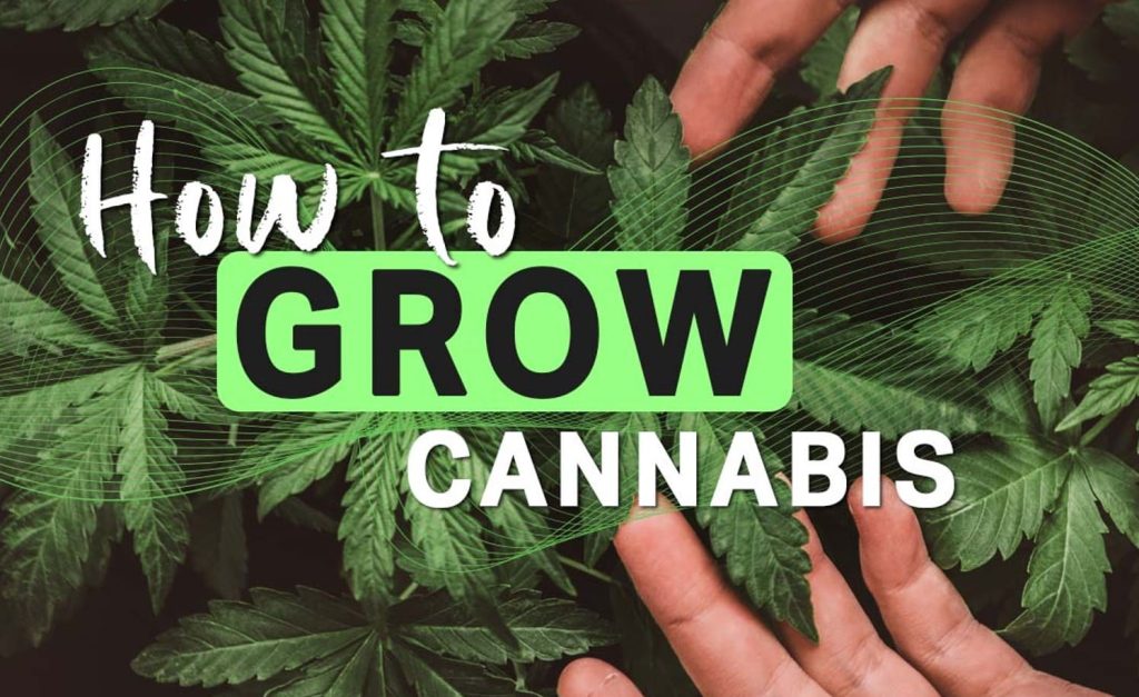 How To Grow Cannabis: A Detailed Beginner's Guide To Growing Weed