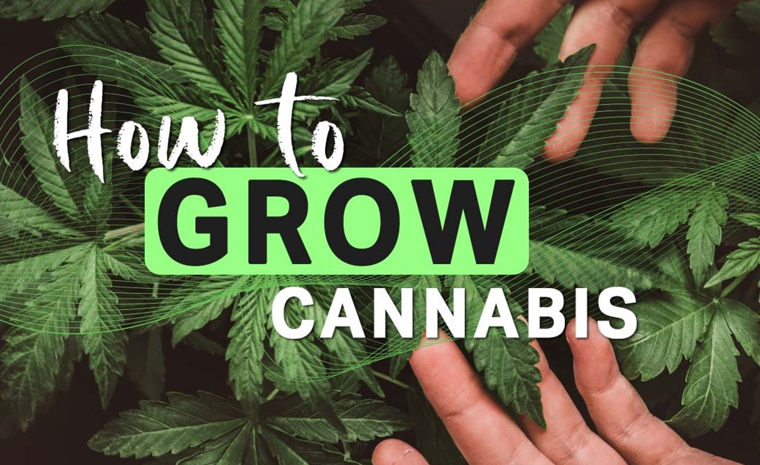 10 Tips and Tricks for Growing Weed Indoors
