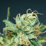 top rated sativa strains