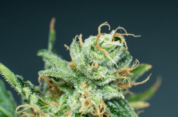 Top-rated Sativa Strains Of 2024 For Energy, Creativity & More