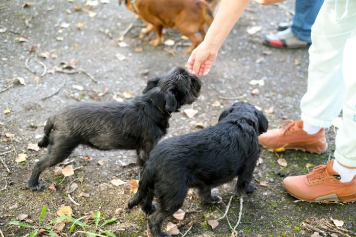 Absolute Dogs’ Socialisation Tips