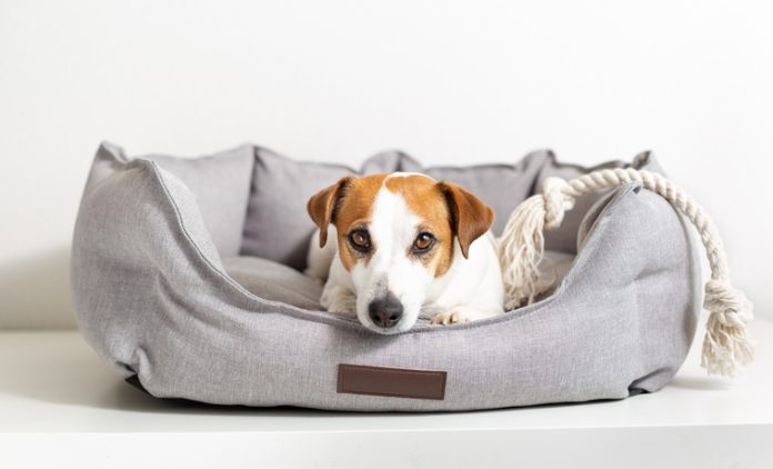 Pet Accessories that are Indispensable to Every Dog Owner The