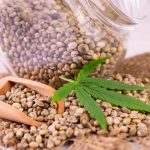 cannabis seed in a glass jar