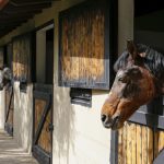 Horse looking over the wooden stable doors