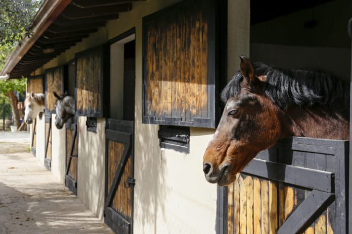 Horse looking over the wooden stable doors