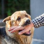 A male German shepherd bites a man by the hand.