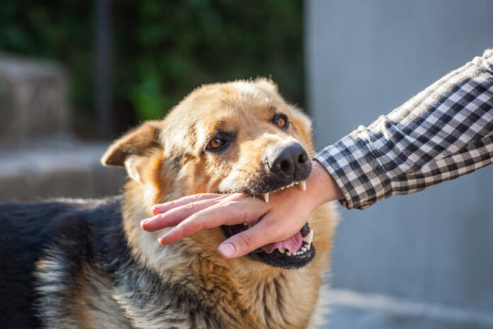 A male German shepherd bites a man by the hand.