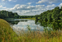 Forest pond in a clearing on a summer day