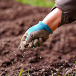 Senior woman applying fertilizer plant food to soil for vegetable and flower garden