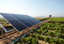 A lettuce field irrigated with solar energy